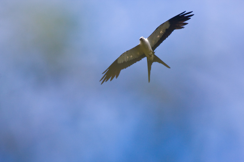 Swallow-Tailed Kite In Flight